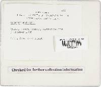 Geastrum triplex image