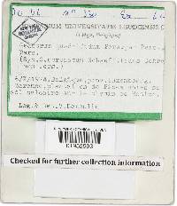 Geastrum quadrifidum image