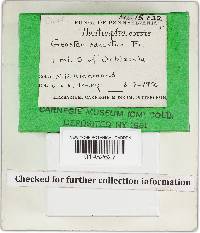 Geastrum floriforme image