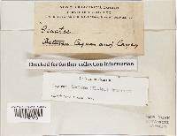 Geastrum triplex image