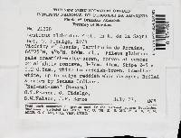 Lentinus glabratus image