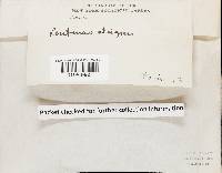 Lentinus strigosus image