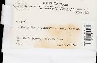 Microporellus obovatus image