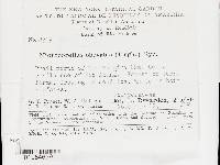 Microporellus obovatus image