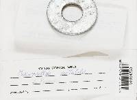 Microporellus obovatus image