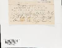 Microporellus obovatus image