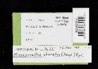 Microporellus obovatus image