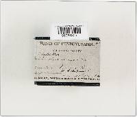 Lentinellus ursinus image