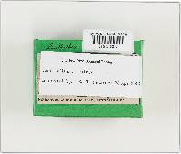 Lentinellus ursinus image