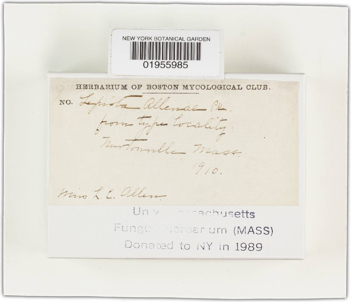 Lepiota allenae image