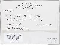 Cortinarius obliquus image