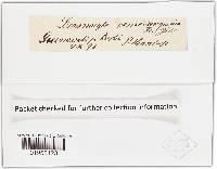 Cortinarius semisanguineus image