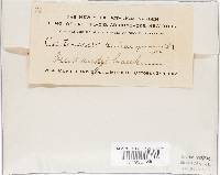 Cortinarius semisanguineus image