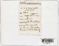 Cortinarius semisanguineus image