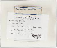 Crepidotus mollis image