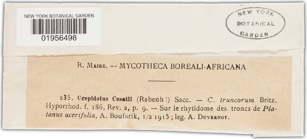 Crepidotus cesatii image
