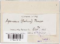 Conocybe tenera image