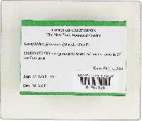 Gomphidius glutinosus image