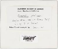 Gomphidius glutinosus image