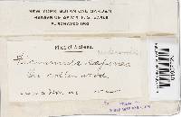 Thumbnail image of current specimen