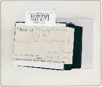 Gymnopus confluens image