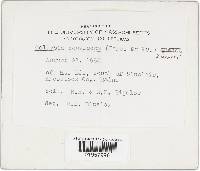 Gymnopus confluens image