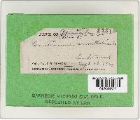 Cortinarius armillatus image