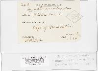 Hygrocybe miniata image