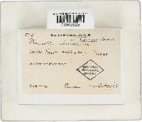 Thumbnail image of current specimen