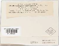 Peronospora leptosperma image