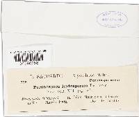 Peronospora leptosperma image