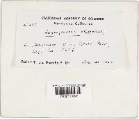 Hygrophorus eburneus image