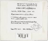 Hygrophorus eburneus image