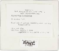 Hygrophorus flavodiscus image