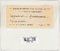 Hygrophorus flavodiscus image