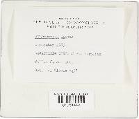 Hygrocybe laeta var. laeta image