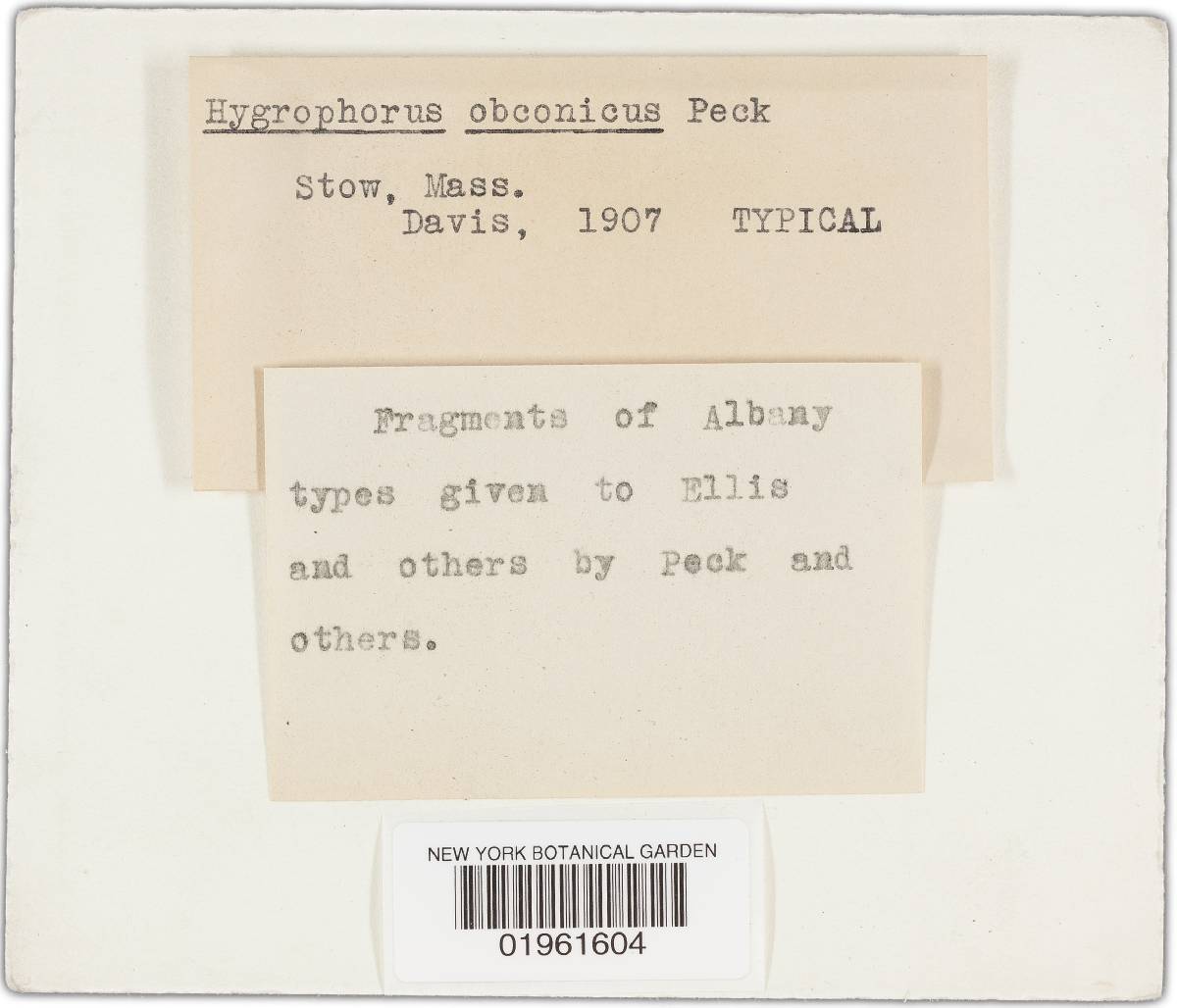 Hygrophorus obconicus image