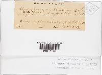 Hygrophorus agathosmus image