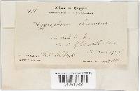 Hygrophorus eburneus image