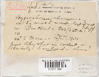 Hygrophorus eburneus image