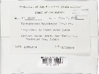 Hygrophorus hypothejus image