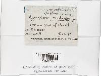 Hygrocybe miniata image