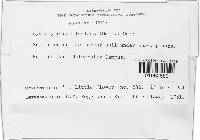 Hygrocybe subflavida image