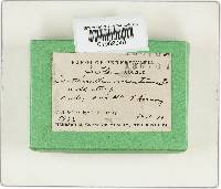 Hygrophoropsis aurantiaca image