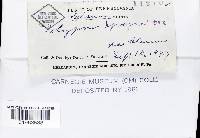 Fomitopsis spraguei image