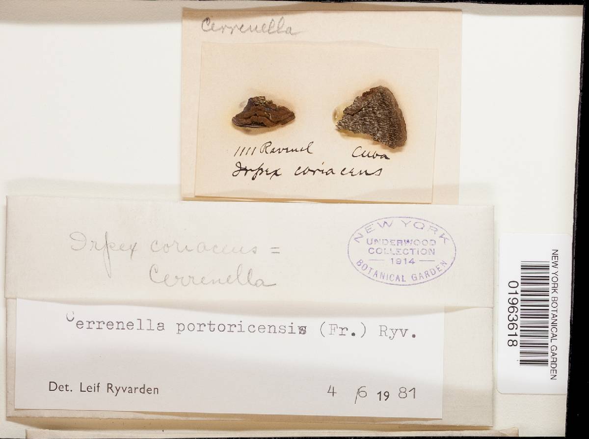 Fuscocerrena portoricensis image