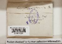 Gloeophyllum sepiarium image