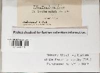 Gloeophyllum sepiarium image