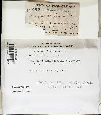 Gloeophyllum sepiarium image