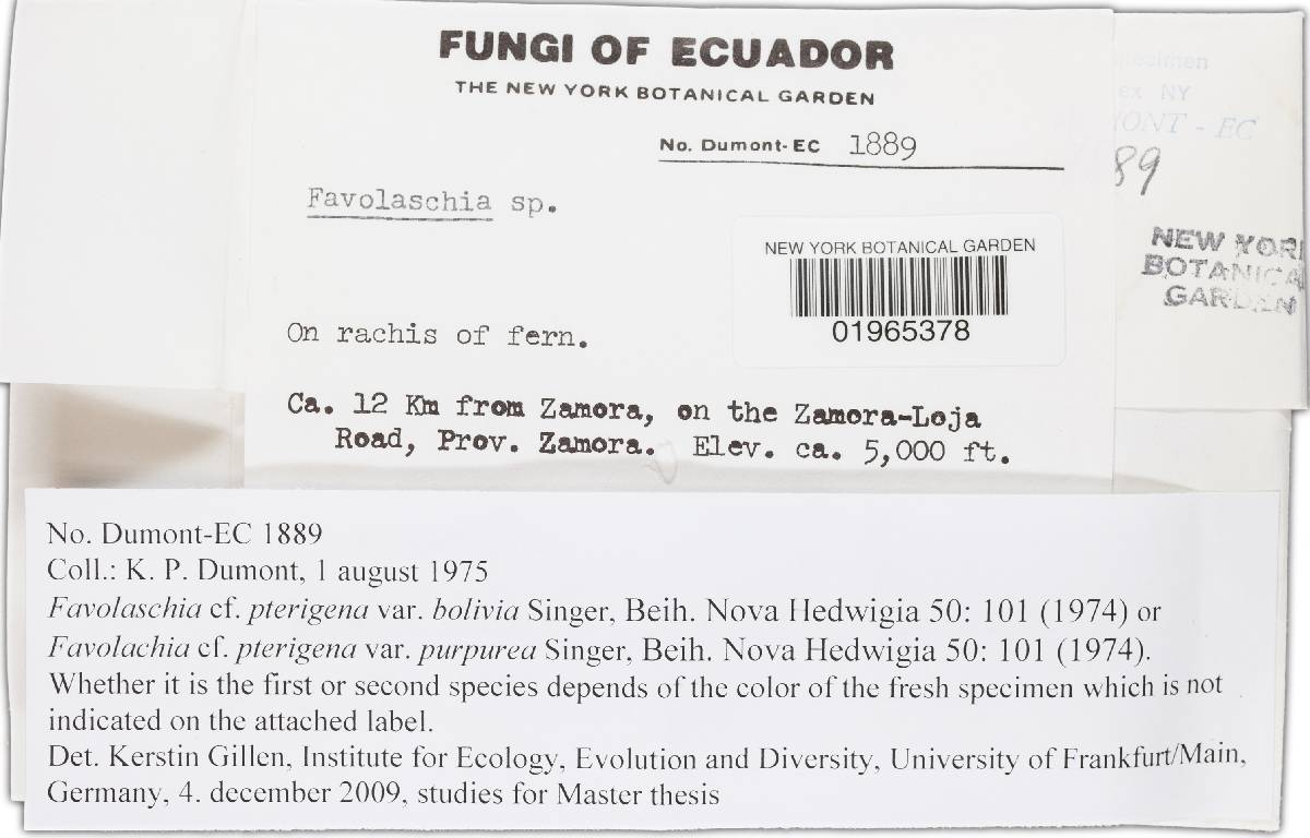 Favolaschia pterigena image